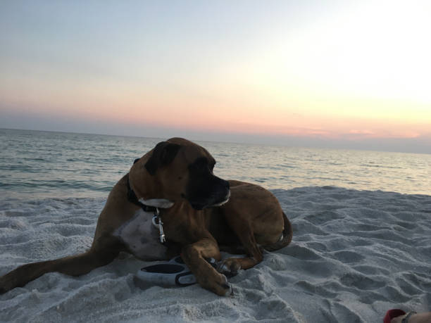 dog on the sandy beach at sunset boxer dog enjoying dawn breaking on the water gulfport florida photos stock pictures, royalty-free photos & images