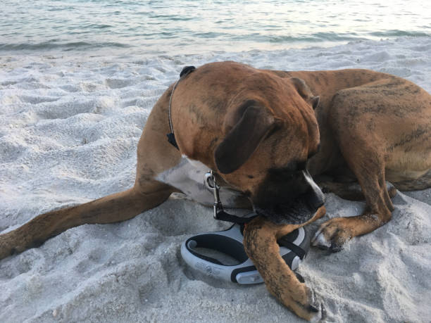 dog on the sandy beach at sunset boxer dog enjoying dawn breaking on the water gulfport florida photos stock pictures, royalty-free photos & images
