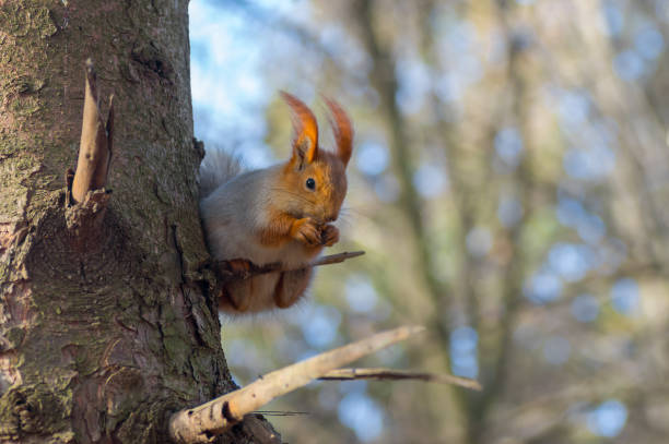 istock Eurasian red squirrel sitting on a small branch and eating walnut 897980344