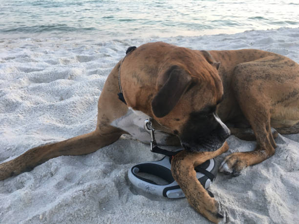 dog on the sandy beach at sunset boxer dog enjoying dawn breaking on the water gulfport florida photos stock pictures, royalty-free photos & images