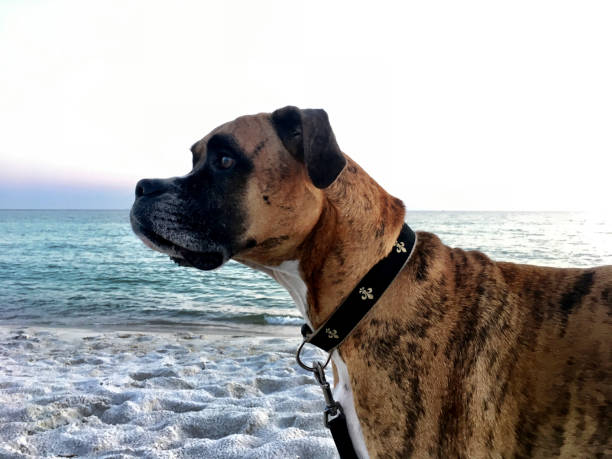 dog on the sandy beach at sunset boxer dog enjoying dawn breaking on the water gulfport florida photos stock pictures, royalty-free photos & images