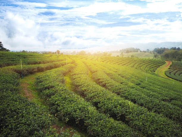 istock Green tea field with blue sky at sunrise 897982576