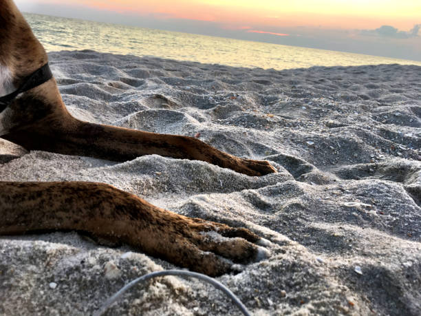 dog on the sandy beach at sunset boxer dog enjoying dawn breaking on the water gulfport florida photos stock pictures, royalty-free photos & images
