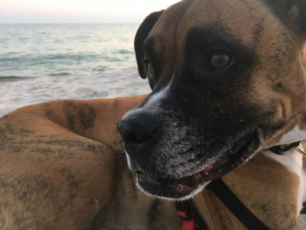 dog on the sandy beach at sunset boxer dog enjoying dawn breaking on the water gulfport florida photos stock pictures, royalty-free photos & images
