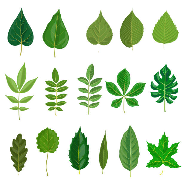 vector set of tree leaves vector green leaves of different trees isolated at white background, hand drawn illustration linden new jersey stock illustrations