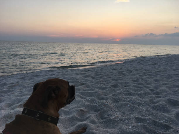 dog on the sandy beach at sunset boxer dog enjoying dawn breaking on the water gulfport florida photos stock pictures, royalty-free photos & images