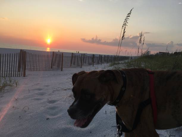 dog on the sandy beach at sunset boxer dog enjoying dawn breaking on the water gulfport florida photos stock pictures, royalty-free photos & images