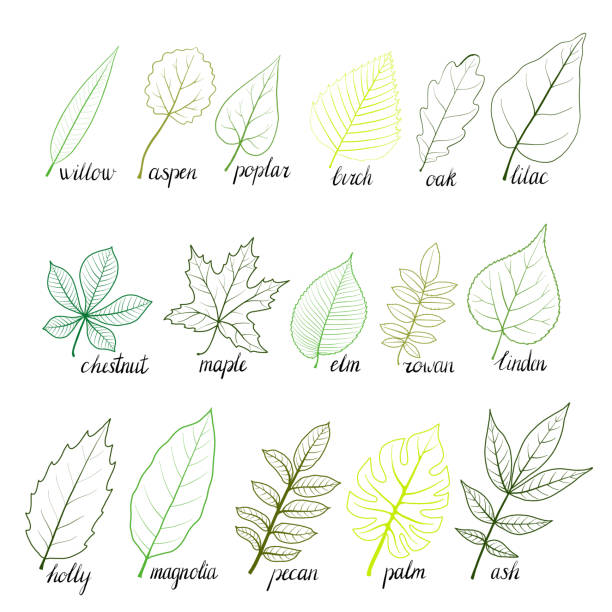 ilustrações, clipart, desenhos animados e ícones de vector conjunto de folhas de árvore - freixo