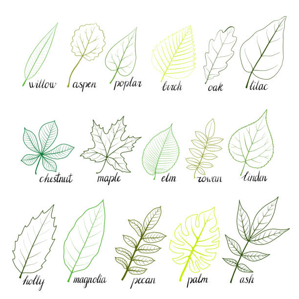 vector set of tree leaves vector leaves of different trees isolated at white background, hand drawn illustration linden new jersey stock illustrations