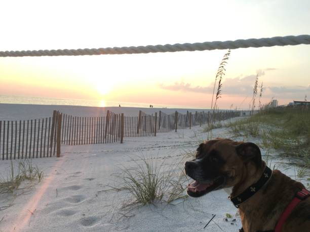 dog on the sandy beach at sunset boxer dog enjoying dawn breaking on the water gulfport florida photos stock pictures, royalty-free photos & images