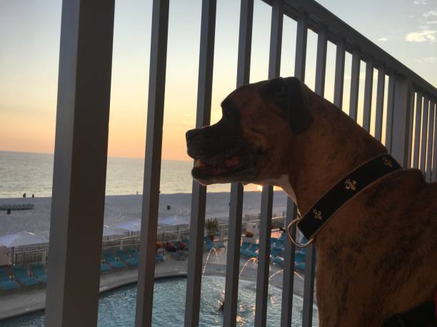 dog on the sandy beach at sunset boxer dog enjoying dawn breaking on the water gulfport florida photos stock pictures, royalty-free photos & images