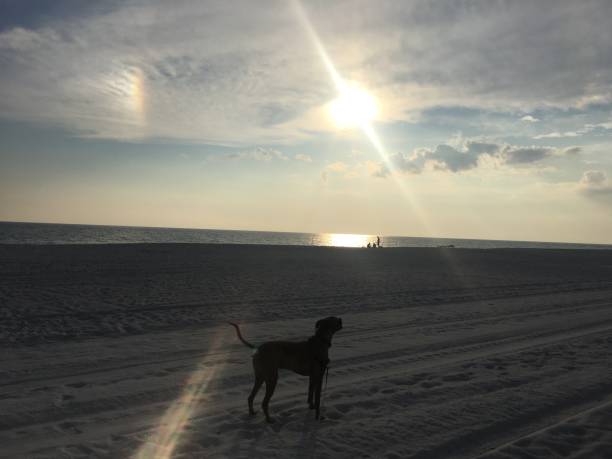 dog on the sandy beach at sunset boxer dog enjoying dawn breaking on the water gulfport florida photos stock pictures, royalty-free photos & images