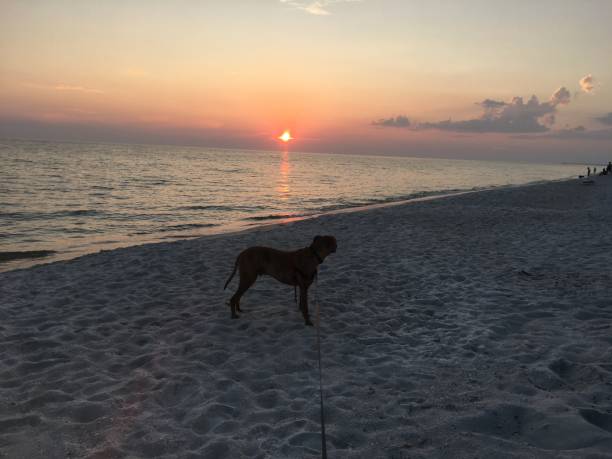 dog on the sandy beach at sunset boxer dog enjoying dawn breaking on the water gulfport florida photos stock pictures, royalty-free photos & images