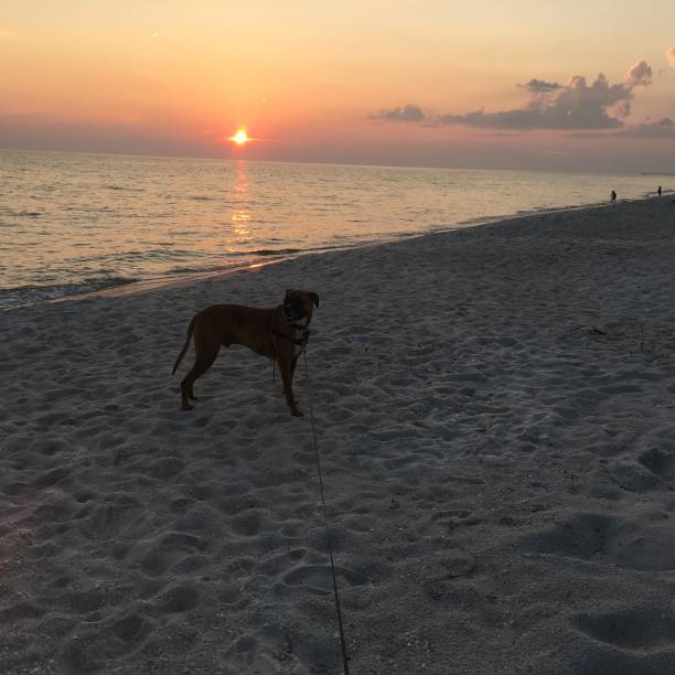 dog on the sandy beach at sunset boxer dog enjoying dawn breaking on the water gulfport florida photos stock pictures, royalty-free photos & images