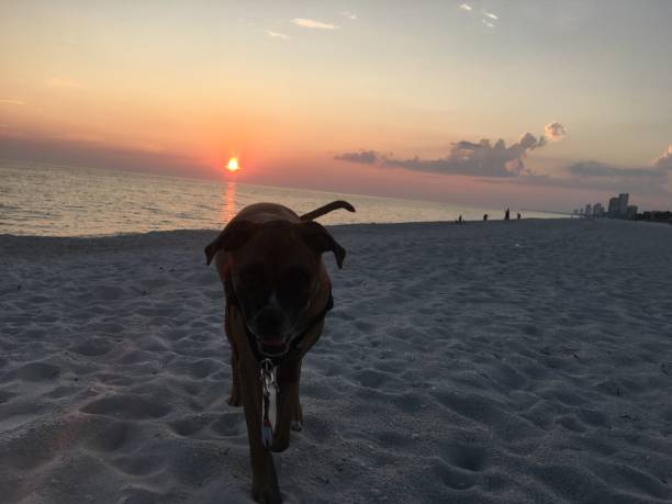 dog on the sandy beach at sunset boxer dog enjoying dawn breaking on the water gulfport florida photos stock pictures, royalty-free photos & images