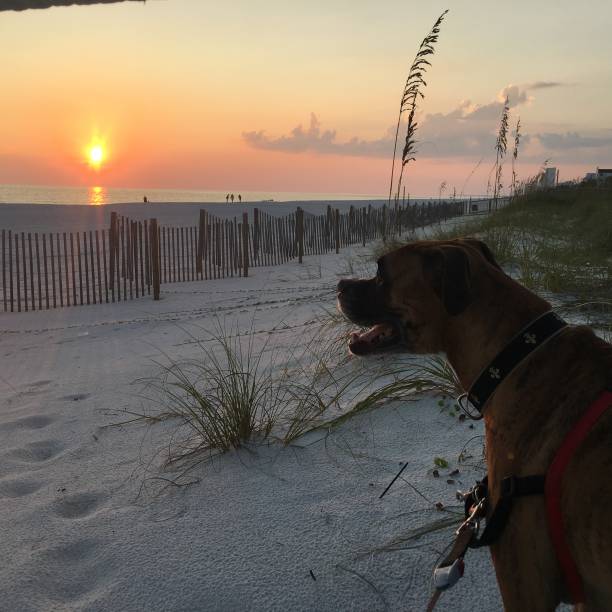 dog on the sandy beach at sunset boxer dog enjoying dawn breaking on the water gulfport florida photos stock pictures, royalty-free photos & images