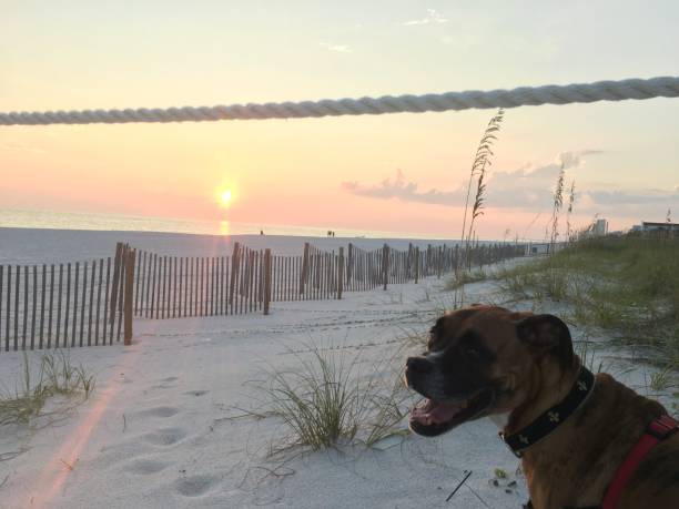 dog on the sandy beach at sunset boxer dog enjoying dawn breaking on the water gulfport florida photos stock pictures, royalty-free photos & images