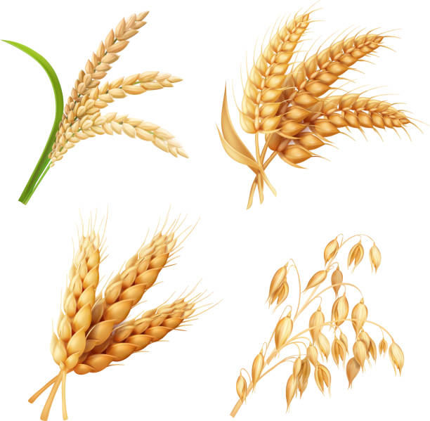 ilustraciones, imágenes clip art, dibujos animados e iconos de stock de sistema de cultivos arroz, avena, trigo, cebada vector realista ilustración - avena