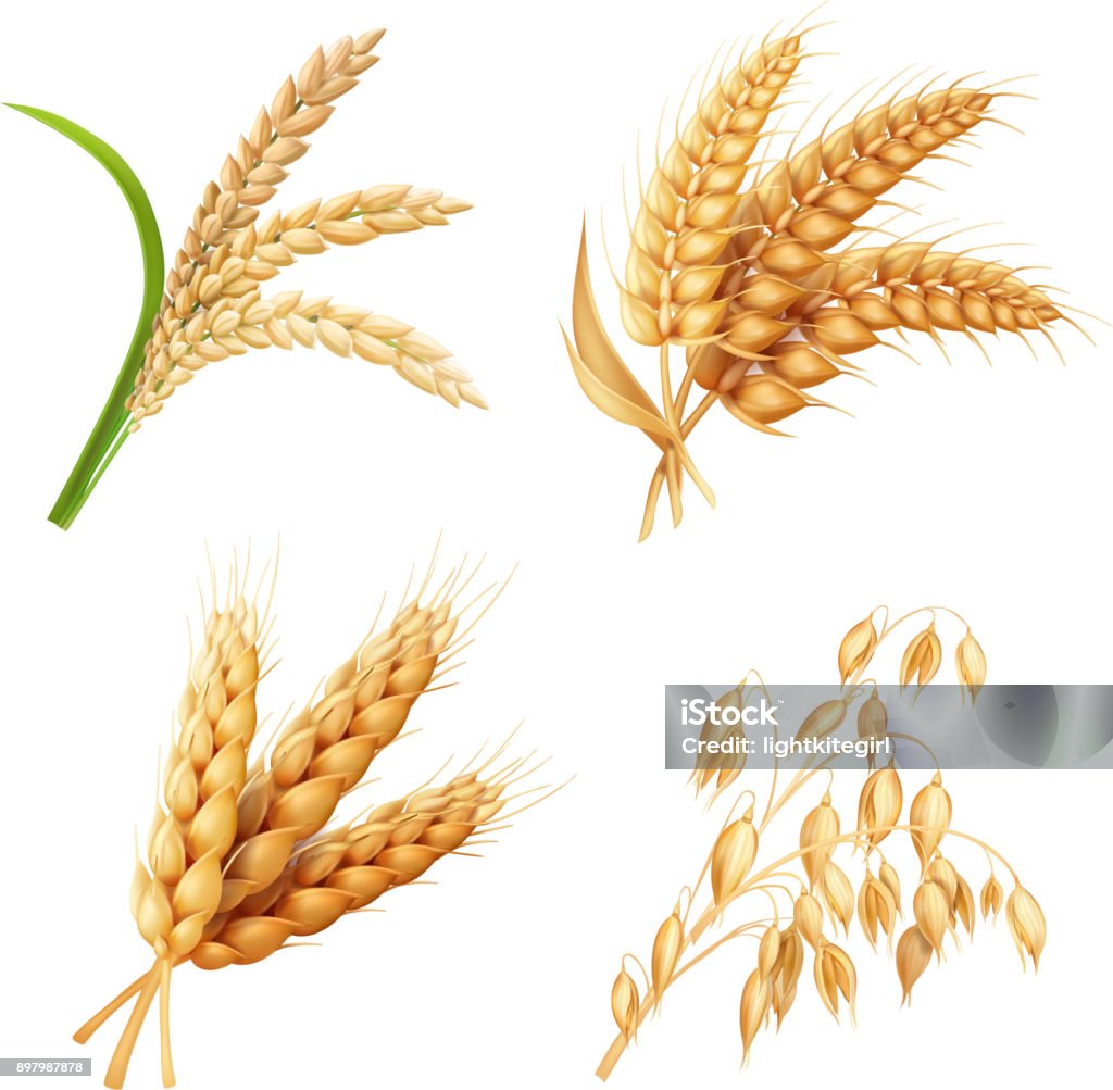 Agricultural crops set Rice, oats, wheat, barley vector realistic illustration Agricultural crops set Rice, oats, wheat, barley vector realistic illustration. Wheat stock vector