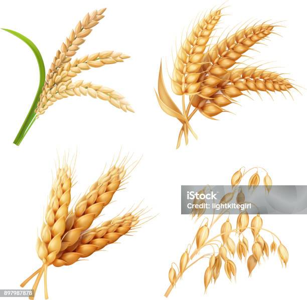Agricultural Crops Set Rice Oats Wheat Barley Vector Realistic Illustration Stock Illustration - Download Image Now