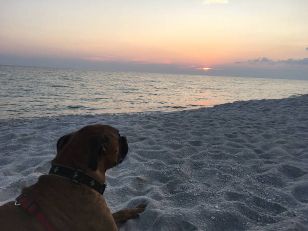 dog on the sandy beach at sunset boxer dog enjoying dawn breaking on the water gulfport florida photos stock pictures, royalty-free photos & images