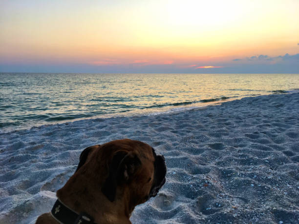 dog on the sandy beach at sunset boxer dog enjoying dawn breaking on the water gulfport florida photos stock pictures, royalty-free photos & images