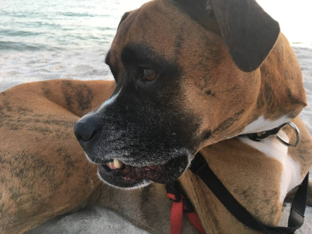dog on the sandy beach at sunset boxer dog enjoying dawn breaking on the water gulfport florida photos stock pictures, royalty-free photos & images