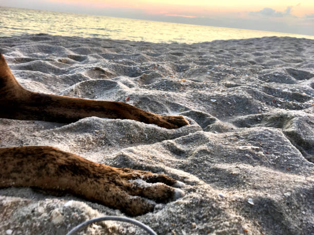 dog on the sandy beach at sunset boxer dog enjoying dawn breaking on the water gulfport florida photos stock pictures, royalty-free photos & images