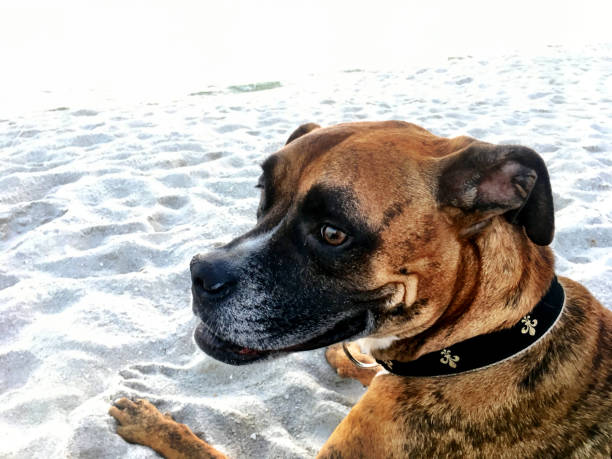 dog on the sandy beach at sunset boxer dog enjoying dawn breaking on the water gulfport florida photos stock pictures, royalty-free photos & images