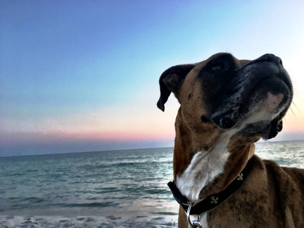 dog on the sandy beach at sunset boxer dog enjoying dawn breaking on the water gulfport florida photos stock pictures, royalty-free photos & images
