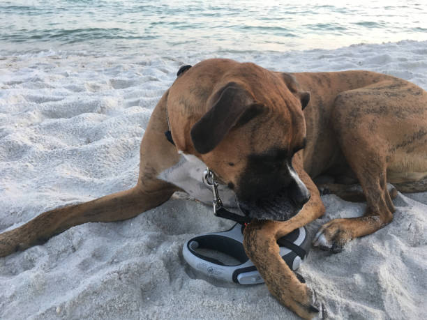 dog on the sandy beach at sunset boxer dog enjoying dawn breaking on the water gulfport florida photos stock pictures, royalty-free photos & images