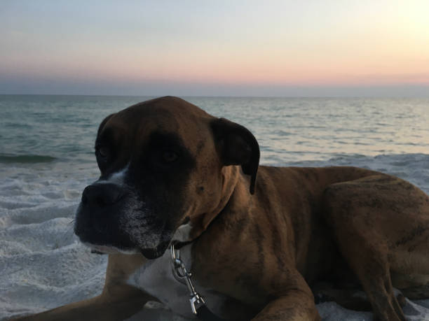 dog on the sandy beach at sunset boxer dog enjoying dawn breaking on the water gulfport florida photos stock pictures, royalty-free photos & images