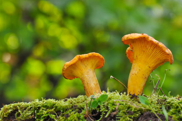 istock Collecting chanterelle mushroom in the forest 897988688