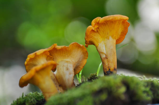 istock Collecting chanterelle mushroom in the forest 897991038