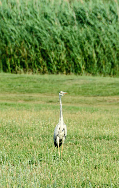 istock Colored Egretta bird standing in a green grass wild field, close up 897991298