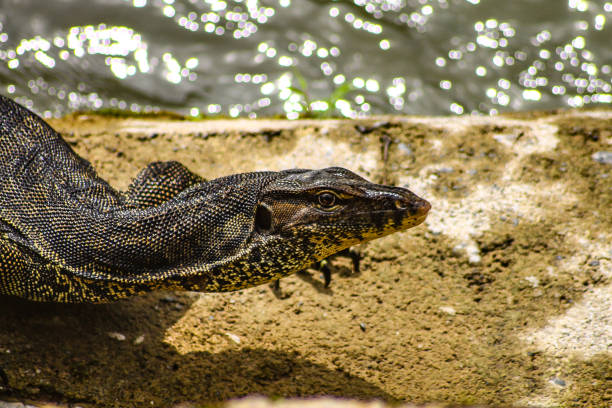 istock common monitor lizard 897991658