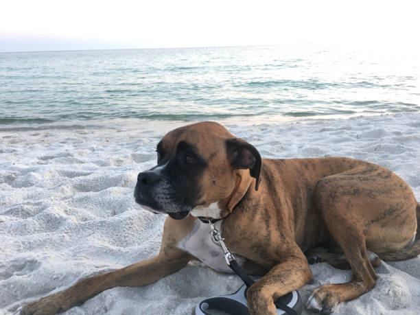 dog on the sandy beach at sunset boxer dog enjoying dawn breaking on the water gulfport florida photos stock pictures, royalty-free photos & images