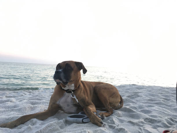 dog on the sandy beach at sunset boxer dog enjoying dawn breaking on the water gulfport florida photos stock pictures, royalty-free photos & images