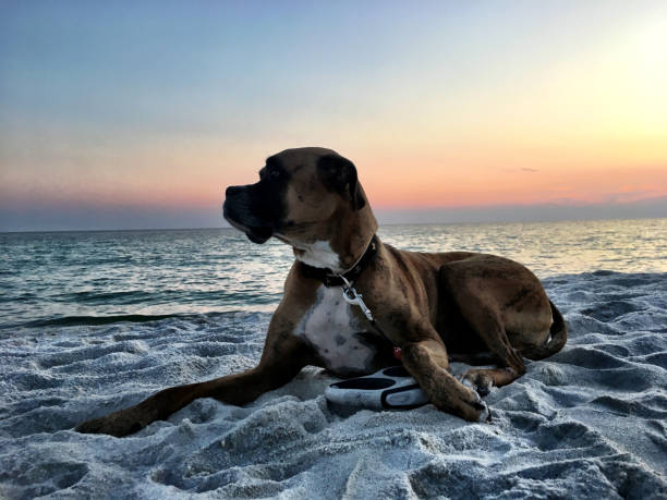 dog on the sandy beach at sunset boxer dog enjoying dawn breaking on the water gulfport florida photos stock pictures, royalty-free photos & images