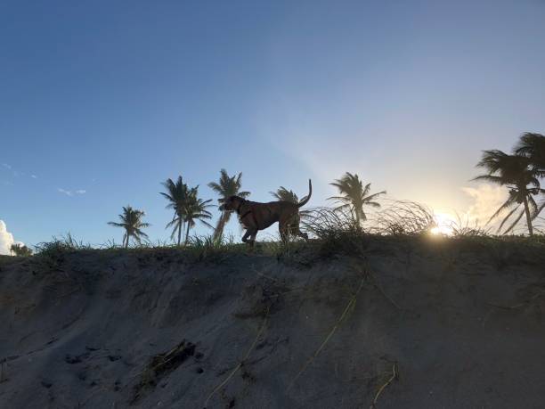 dog on the sandy beach at sunset boxer dog enjoying dawn breaking on the water gulfport florida photos stock pictures, royalty-free photos & images