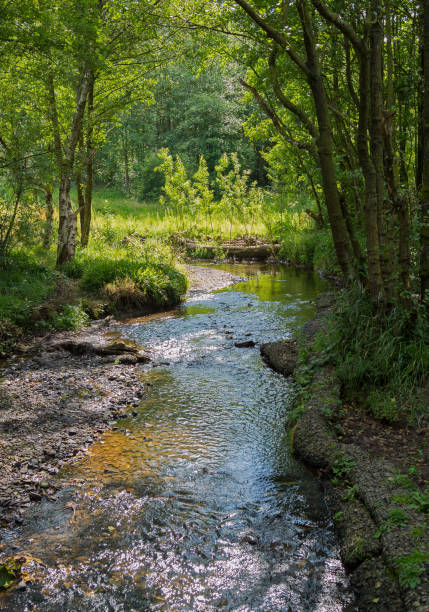 istock Small stream in typical British woodland 897995068