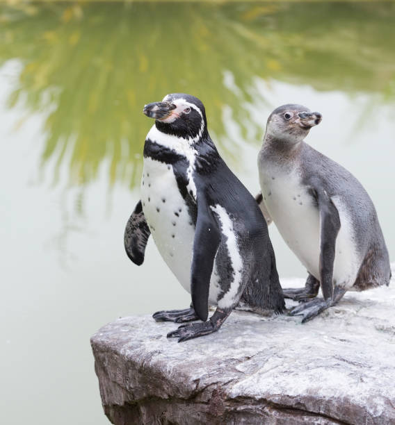 istock Humboldt penguins standing on a rock 897997616