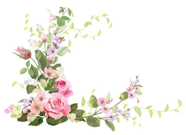 kątowa ramka z różami, wiosenny kwiat (kwiat), gałęzie z mauve, różowe kwiaty jabłoni, pąki, zielone liście na białym tle. rysowanie cyfrowe, ilustracja w stylu akwareli, vintage, wektor - plum leaf fruit white stock illustrations