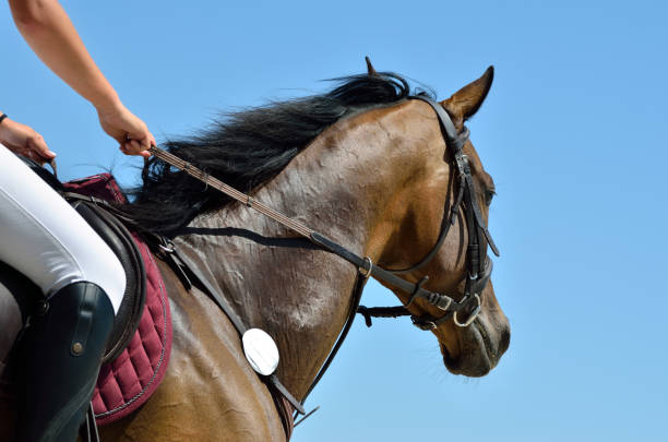 cavalier à cheval sur le ciel bleu - horse animal head animal sky photos et images de collection