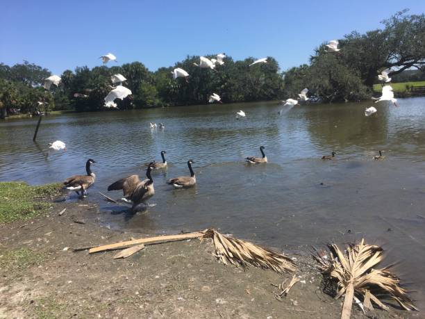 istock flying white birds and oak trees in the swamp 898010802