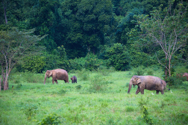 istock wild elephants live in deep forest,Thailand 898015064