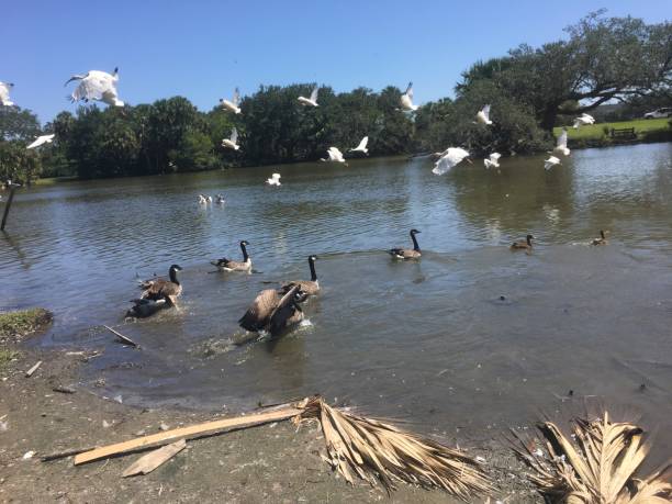 istock flying white birds and oak trees in the swamp 898015190