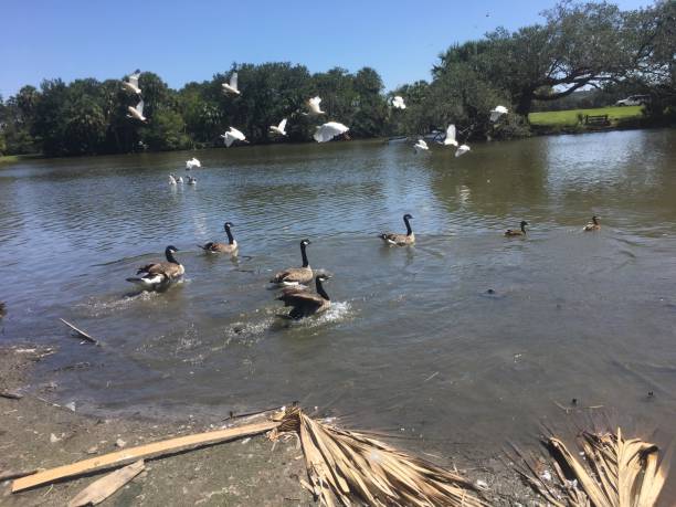 istock flying white birds and oak trees in the swamp 898017608