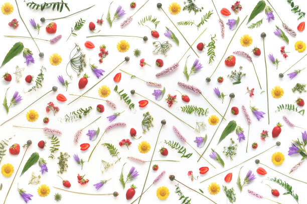 istock Composition from plants, wild flowers and red berries, isolated on white background. 898018086