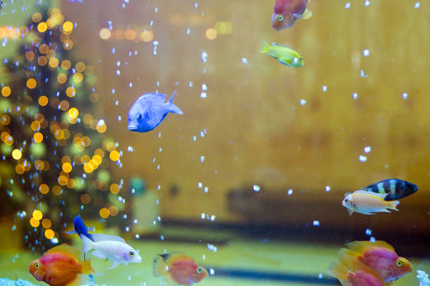 malawi cichlids. fish of the genus cynotilapia. christmas tree lights - half tank imagens e fotografias de stock